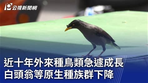 路上看到喜鵲|臺灣外來種鳥類介紹：喜鵲 (2023/02/23版本) 